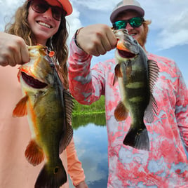 Peacock Bass Fishing in Fort Lauderdale, Florida