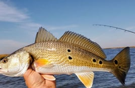 Redfish Fishing in Saint Bernard, Louisiana