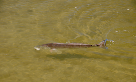 Redfish Fishing in Rockport, Texas