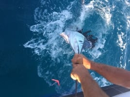 Swordfish Trip - 31' Rampage