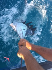 Swordfish Trip - 31' Rampage