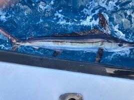 Swordfish Trip - 31' Rampage