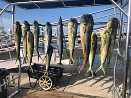 Mahi Mahi, Wahoo Fishing in St. Augustine, Florida