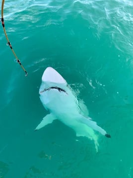 Sharks From a Big Boat