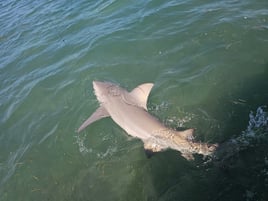 Big Shark Trip