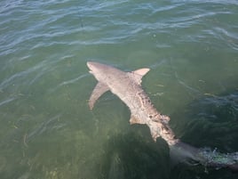 Big Shark trip