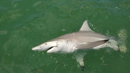 Blacktip Shark Fishing in Islamorada, Florida