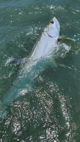 Tarpon Fishing in Islamorada, Florida