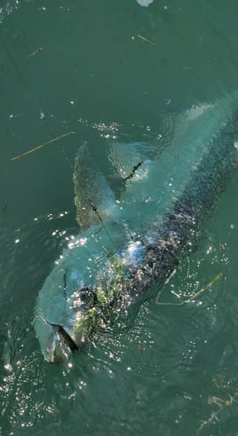 Tarpon Fishing in Islamorada, Florida