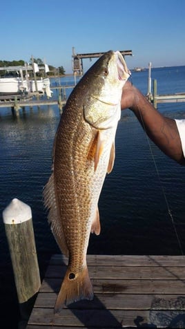 Choctawhatchee Bay Reds and Trout