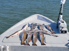 Black Drum, Redfish Fishing in Port O'Connor, Texas