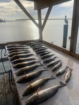 Redfish, Speckled Trout Fishing in Aransas Pass, Texas