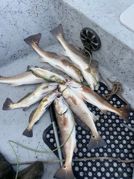 Redfish, Speckled Trout Fishing in Aransas Pass, Texas