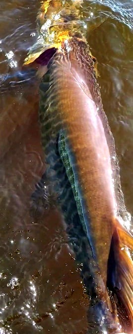 Wallhanger Musky Guide Trips