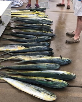 Mahi Mahi Fishing in Charleston, South Carolina