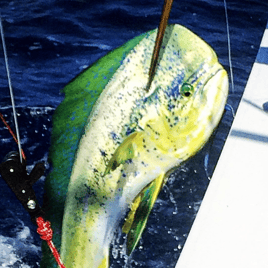 Offshore Trolling and Wrecks