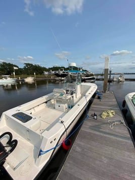 Sharks in Charleston Harbor