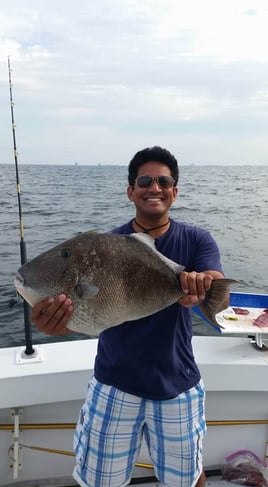 Triggerfish Fishing in Orange Beach, Alabama