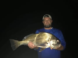 Black Drum Fishing in Orange Beach, Alabama