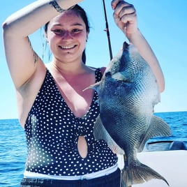 Triggerfish Fishing in Panama City Beach, Florida