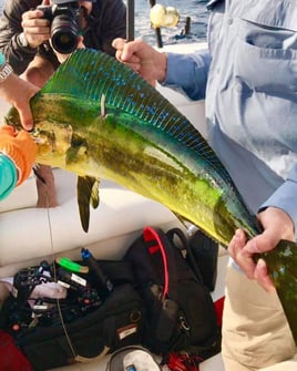 Mahi Mahi Fishing in Spanish Wells, The Bahamas