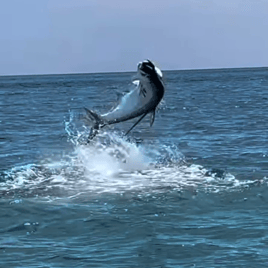 Tarpon and Shark Action