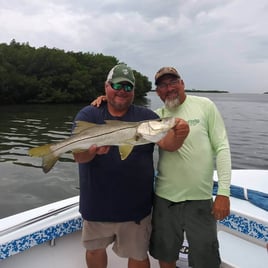 Snook Fishing in St. Petersburg, Florida