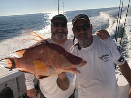 Hogfish Fishing in Gulfport, Florida