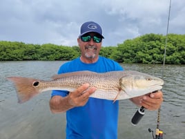 Redfish Fishing in St. Petersburg, Florida