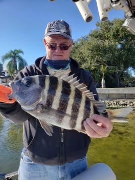 Sheepshead Fishing in St. Petersburg, Florida