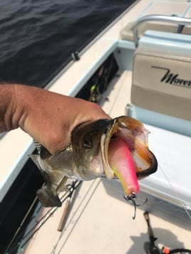 Speckled Trout Fishing in Panama City Beach, Florida