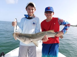 Snook Fishing in Clearwater, Florida