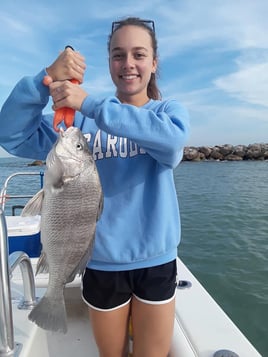 Black Drum Fishing in Clearwater, Florida