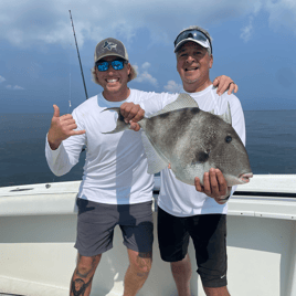 Triggerfish Fishing in Destin, Florida