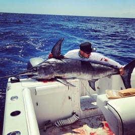 Swordfish Fishing in Miami Beach, Florida