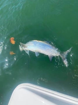 Tarpon Fishing in Key Biscayne, Florida