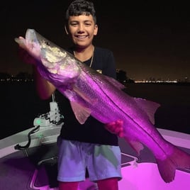 Snook Fishing in Key Biscayne, Florida