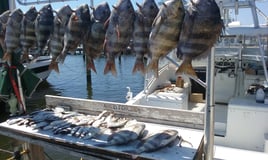 Sheepshead Fishing in Biloxi, Mississippi