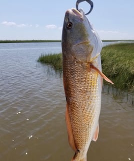 Bay fishing trips