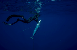 Blue Water Freedive Spearfishing