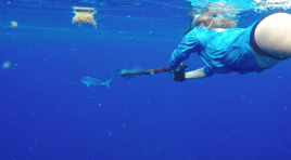 Blue Water Freedive Spearfishing