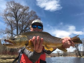 Rainbow Trout Fishing in Missoula, Montana