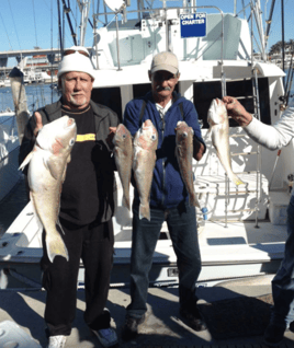 Full Day Offshore - 45' Hatteras