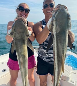 Cobia Fishing in Sarasota, Florida