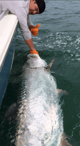 Tarpon Fishing in Sarasota, Florida