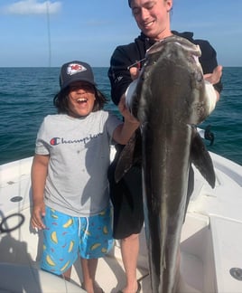 Cobia Fishing in Sarasota, Florida