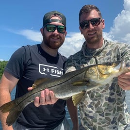 Snook Fishing in Sarasota, Florida