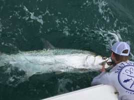 Tarpon Fishing in Sarasota, Florida