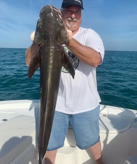 Cobia Fishing in Sarasota, Florida