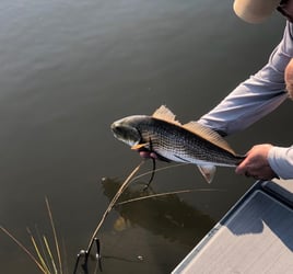 Galveston on the Fly